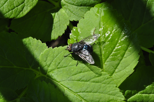 Calliphora vicina?